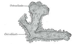 Osteoblastos