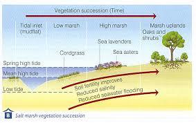 Vegetation succession diagram