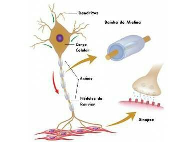 Histologia - Tecido Nervoso - Med USP RP