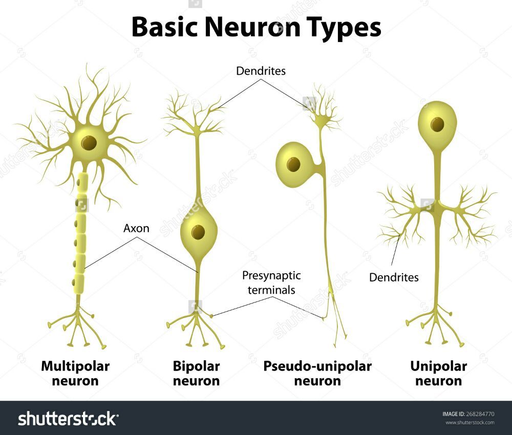 Quais são os principais tipos de neurônios na morfologia?