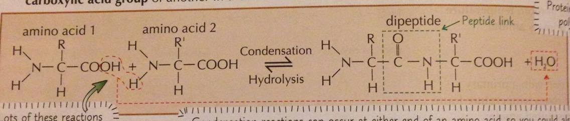 Give the equation to show how amino acid monomers form protein chains