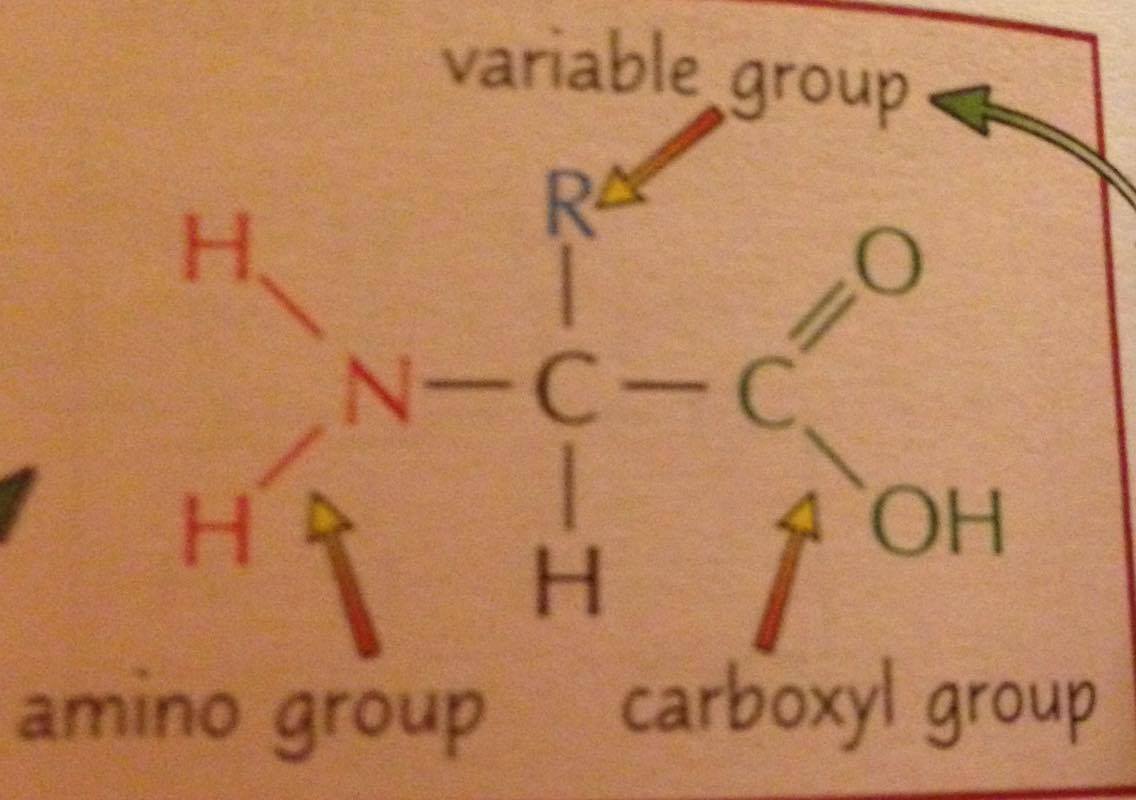 Give the general structure of an amino acid