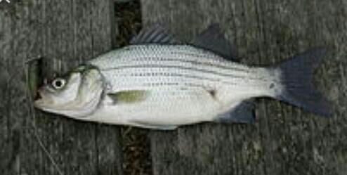 white bass