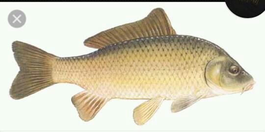 common carp