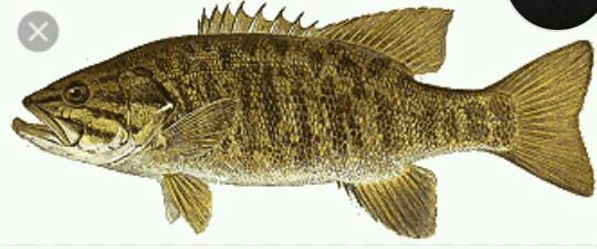 smallmouth bass