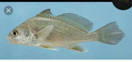 fresh water drum