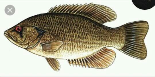 rock bass