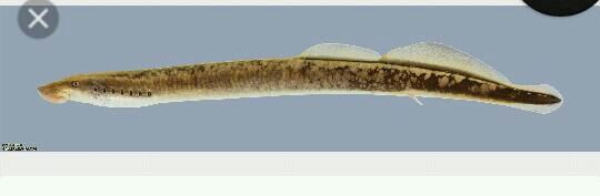 least brook lamprey