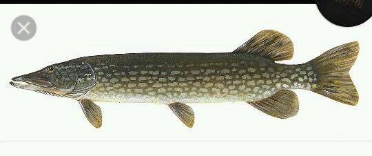 northern pike
