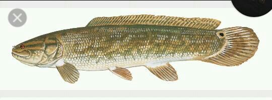 bowfin