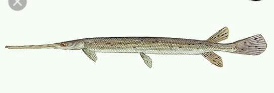 longnose gar
