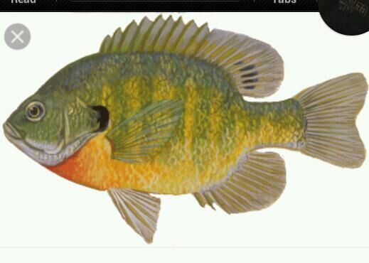blue gill