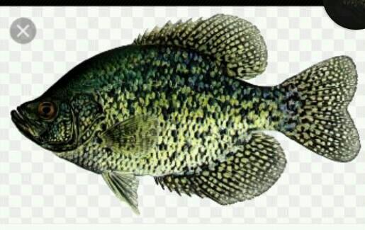 black crappie