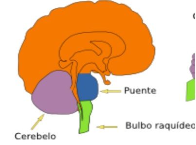 Principales estructuras cerebrales