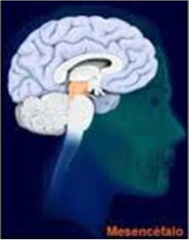 Principales estructuras cerebrales
