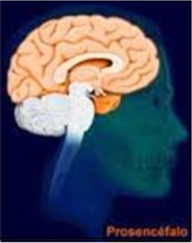 Principales estructuras cerebrales