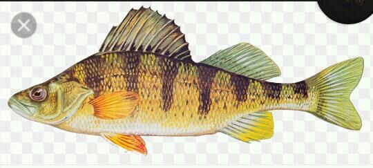 yellow perch