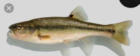 creek chub