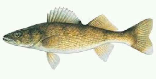 walleye