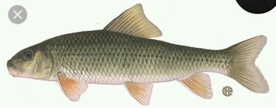 golden redhorse
