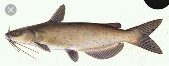 channel catfish