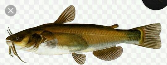 Brown bullhead