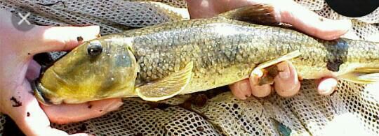 northern hog sucker