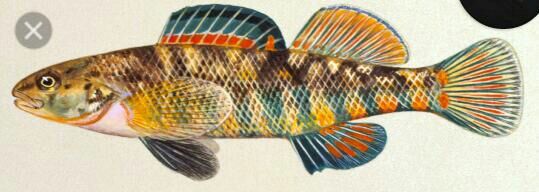 rainbow darter