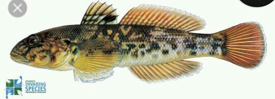 round goby