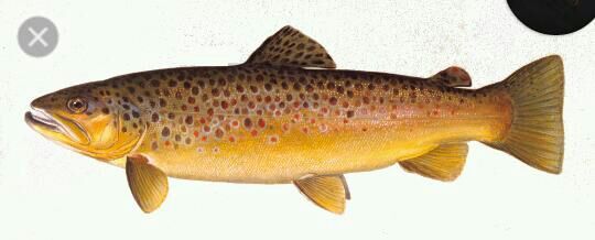 Brown trout