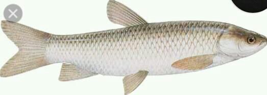 grass carp