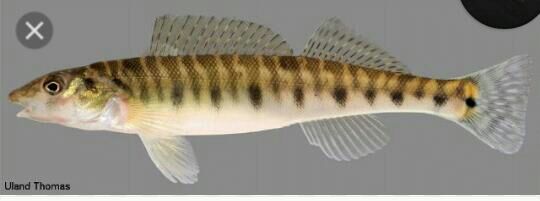 logperch darter