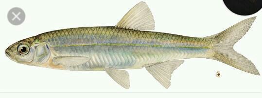 emerald shiner