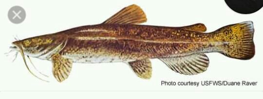 flathead catfish