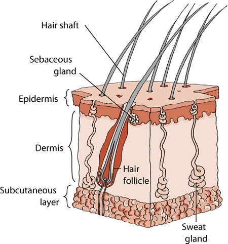 Estructura