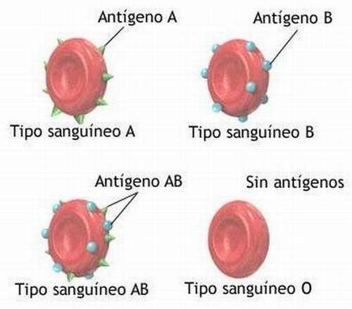 * El dador universal es 0. Puede donar sangre a cualquier grupo. * El receptor universal es capaz de recibir sangre de cualquier tipo sin...