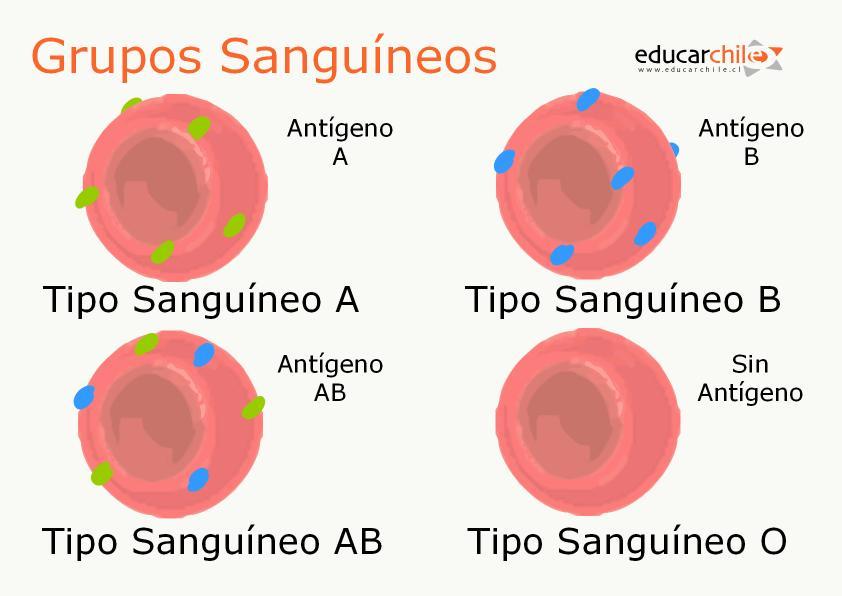 Dador Universal una persona de grupo O puede donar sangre a otra de cualquier grupo,esto es debido a que los glóbulos rojos de una person...