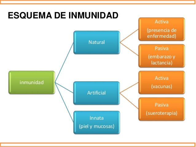 * Inmunidad natural: Esta se caracteriza por ser local y rápida y se adquiere de forma hereditaria. Existen dos tipos de inmunidades inna...