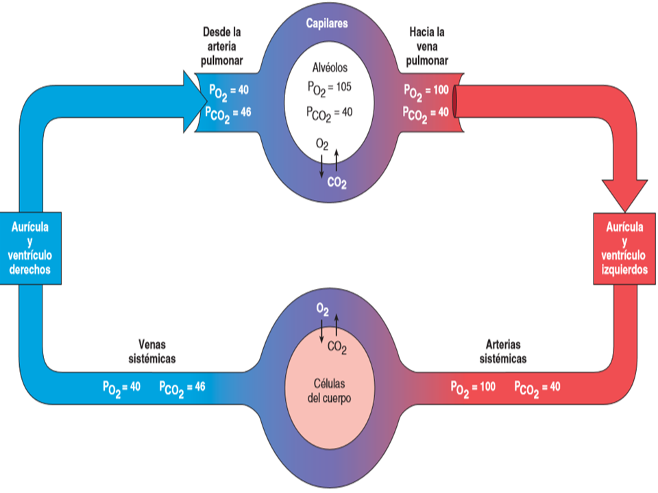 Intercambio de gases en los pulmones