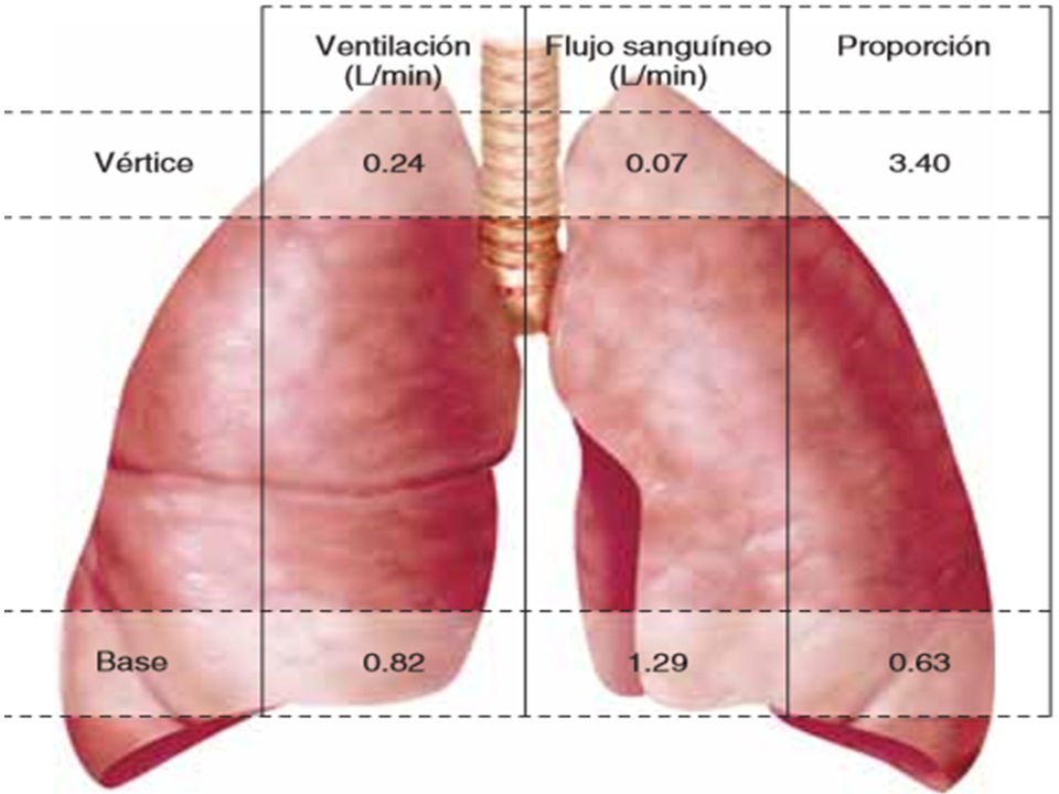 Intercambio de gases en los pulmones