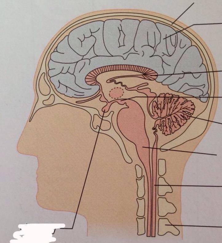 Neuronal communication II
