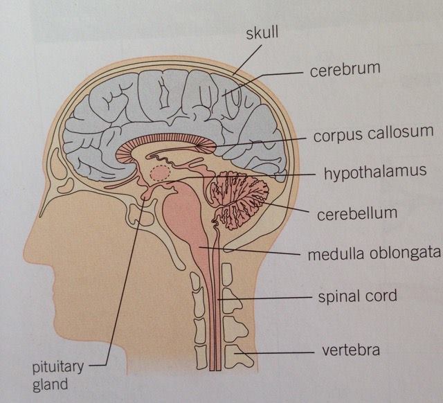 Label the diagram