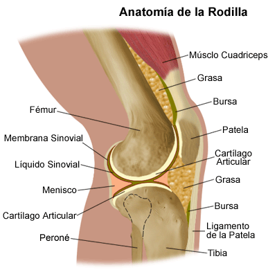 ARTICULACIÓN DE LA RODILLA
