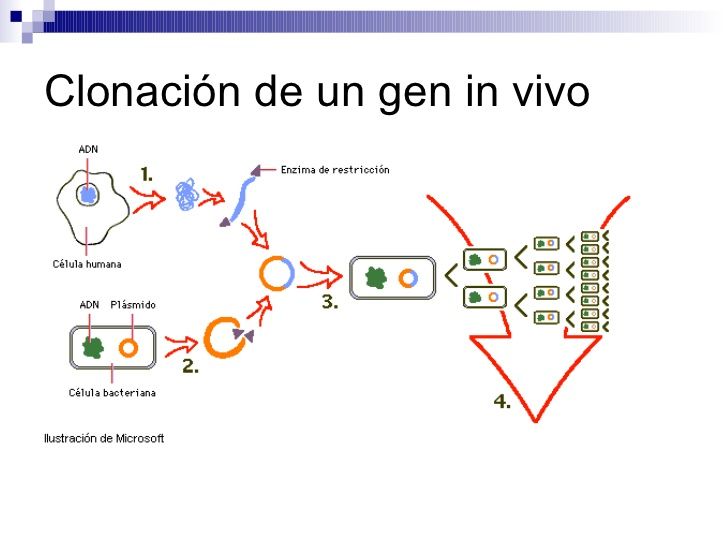 Actividad 3: El proceso de la Ingeniería Genética Vegetal.