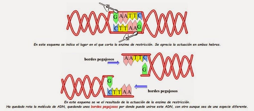 Actividad 3: El proceso de la Ingeniería Genética Vegetal.