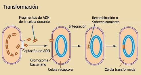 Actividad 3: El proceso de la Ingeniería Genética Vegetal.