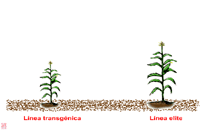 Actividad 3: El proceso de la Ingeniería Genética Vegetal.
