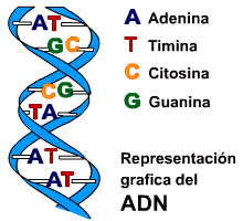 Actividad 3: El proceso de la Ingeniería Genética Vegetal.