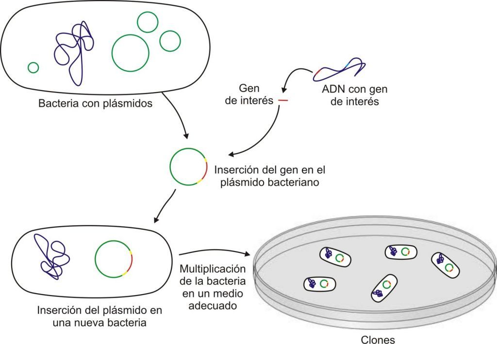 Actividad 3: El proceso de la Ingeniería Genética Vegetal.