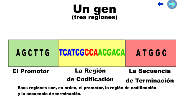 Actividad 3: El proceso de la Ingeniería Genética Vegetal.